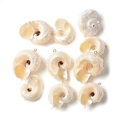 Natural Sea Shell Pendants, Shell Shaped Charms with Light Gold Tone Iron Loops, Seashell Color, 37~43x28~31x21~27mm, Hole: 1.8mm