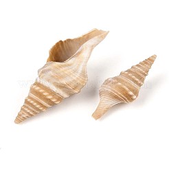 Natural Spiral Shell Beads&nbsp;SSHEL-N040-03