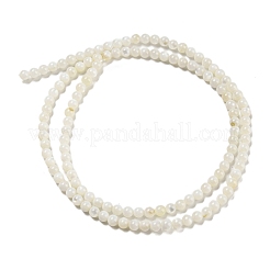 Natural Freshwater Shell Beads Strands&nbsp;BSHE-Z005-02