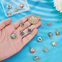 16Pcs 8 Styles Natural Abalone Shell/Paua Shell Pendants&nbsp;FIND-PH0008-89