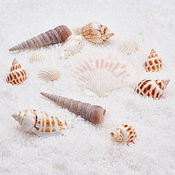 Natural Scallop Shell Beads&nbsp;SSHEL-CJ0001-02