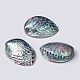 Natural Abalone Shell/Paua ShellDecoration&nbsp;SSHEL-K024-01B-1
