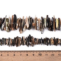 Natural Paua Shell Beads Strands&nbsp;SHEL-T020-42
