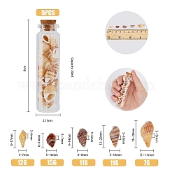 5 Styles Shell Beads&nbsp;SHEL-FH0001-23