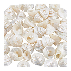 100G Natural Shell Display Decorations&nbsp;SSHEL-PH0001-40B