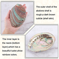 Natural Shell Display Decorations&nbsp;DJEW-WH0042-143C