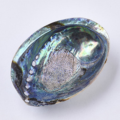 Natural Abalone Shell/Paua Shell Display Decoration&nbsp;SSHEL-N0334-01