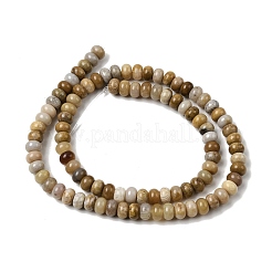 Natural Fossil Coral Beads Strands&nbsp;G-A280-A08-01
