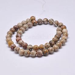 Natural Maifanite/Maifan Stone Beads Strands&nbsp;X-G-F353-8mm