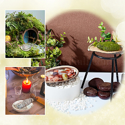 Natural Abalone Shell Display Decoration&nbsp;FIND-WH0817-038A