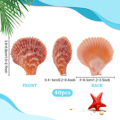 40Pcs Natural Shell for Aquarium Fish Tank Ornaments&nbsp;SHEL-PH0001-69A