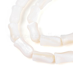 Natural Freshwater Shell Beads Strands&nbsp;SHEL-N038-03