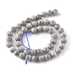 Natural Labradorite Beads Strands&nbsp;X-G-G212-8mm-23