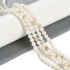 Natural Cultured Freshwater Shell Beads Strands&nbsp;BSHE-H109-03C