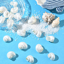 20Pcs Natural Spiral Shell Beads&nbsp;SSHEL-SC0001-56