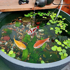 3Pcs 3 Colors Porcelain Fish Display Decoration&nbsp;DJEW-FH0011-48