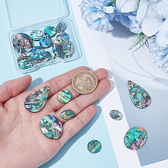 18Pcs 4 Styles Natural Paua Shell Cabochons&nbsp;SHEL-WR0001-10
