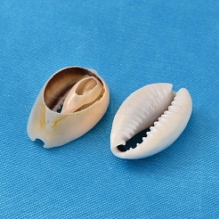 Natural Cowrie Shell Beads&nbsp;X-BSHE-S052