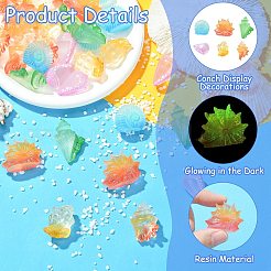 30Pcs 6 Styles Luminous Resin Conch Display Decorations&nbsp;DJEW-CJ0001-37