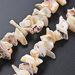 Natural Trochid Shell/Trochus Shell Bead Strands&nbsp;SSHEL-N034-105-B01