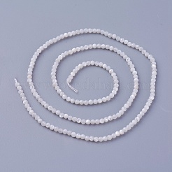Shell Beads Strands&nbsp;SSHEL-E571-38-2mm