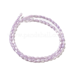 Natural Trochus Shell Beads Strands&nbsp;X-SHEL-K006-19B