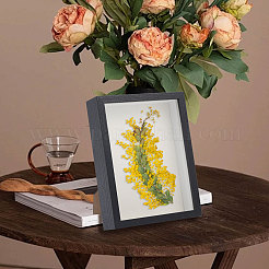 DIY Insect Specimen Display Box Kits&nbsp;DIY-GL0006-09