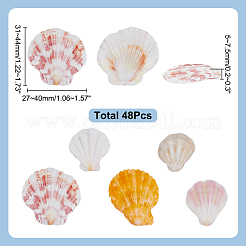 48Pcs Natural Shell Crafts&nbsp;DJEW-AR0001-12