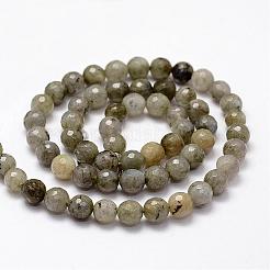 Faceted Natural Labradorite Beads Strands&nbsp;G-F364-17-6mm
