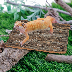 Wood Tree Rind Decoration&nbsp;AJEW-WH0696-280