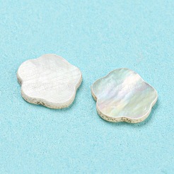 Natural Sea Shell Cabochons&nbsp;SHEL-D079-14