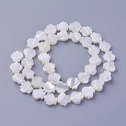 Shell Beads Strands&nbsp;SSHEL-E571-25