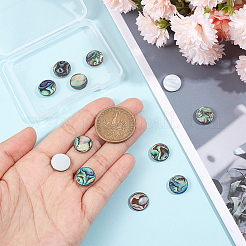 12Pcs Natural Abalone Shell/Paua Shell Cabochons&nbsp;SHEL-GA0001-15