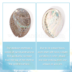 Natural Abalone Shell Display Decoration&nbsp;DJEW-WH0015-105