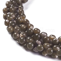 Natural Trochid Shell/Trochus Shell Beads Strands&nbsp;SSHEL-K027-01