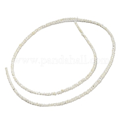 Natural Trochid Shell/Trochus Shell Beads Strands&nbsp;BSHE-Z005-01