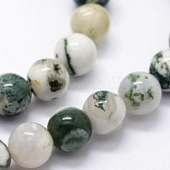 Natural Tree Agate Beads Strands&nbsp;G-I199-03-6mm