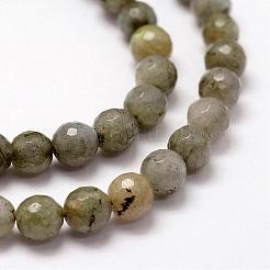 Faceted Natural Labradorite Beads Strands&nbsp;G-F364-17-6mm