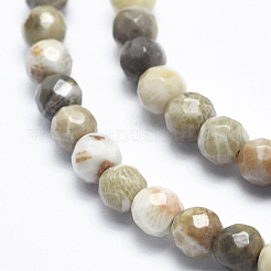 Natural Fossil Coral Beads Strands&nbsp;G-K256-11-4mm