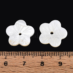 Natural Freshwater Shell Beads&nbsp;SHEL-N038-12