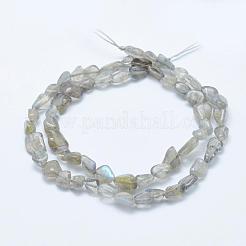 Natural Labradorite Beads Strands&nbsp;G-K203-12