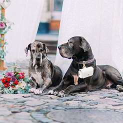 2Pcs 2 Colors PU Leather Pet Collar Couple Ring Boxes&nbsp;AJEW-DR0001-23