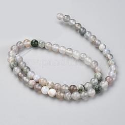 Natural Tree Agate Beads Strands&nbsp;G-I199-03-6mm