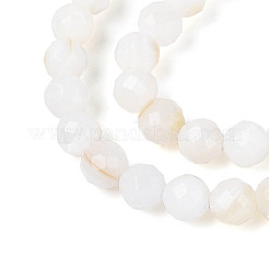 Natural Freshwater Shell Beads Strands&nbsp;SHEL-N038-32