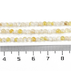 Natural Trochus Shell Beads Strands&nbsp;BSHE-H109-12A