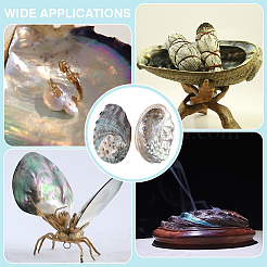 500G Natural Shell&nbsp;SSHEL-PH0001-37