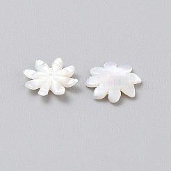 Natural Shell Beads&nbsp;FIND-WH0431-23