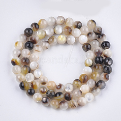 Black Lip Shell Beads Strands&nbsp;SHEL-S274-92C