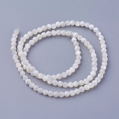 Shell Beads Strands&nbsp;SSHEL-E571-38-3mm