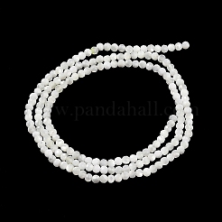 Natural Trochus Shell Beads Strands&nbsp;BSHE-G036-08A-01